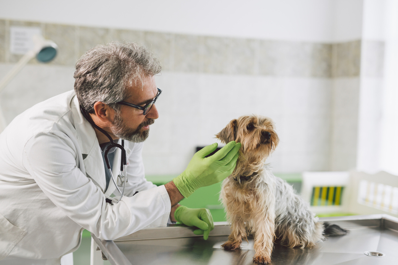 Собаке с токсокарозом врач назначит анализы