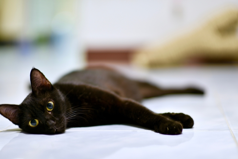 Саркома у кошки может появиться в любом органе