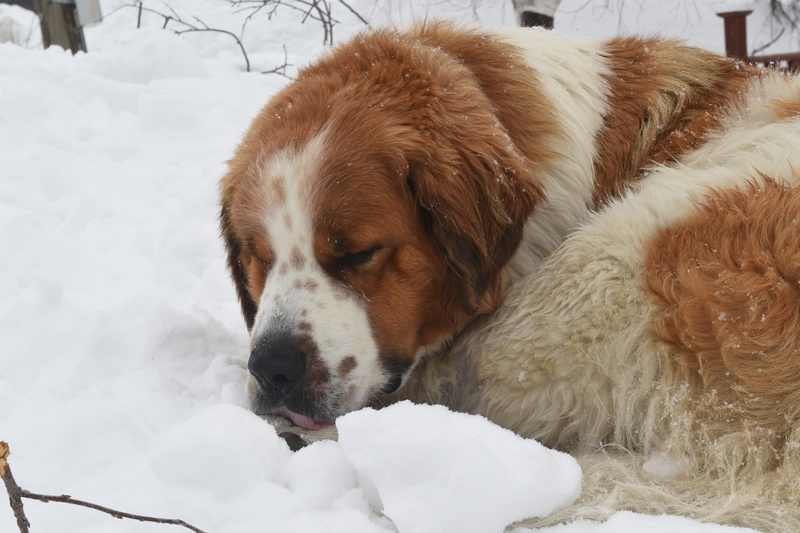 Вес московской сторожевой растет до определенного возраста