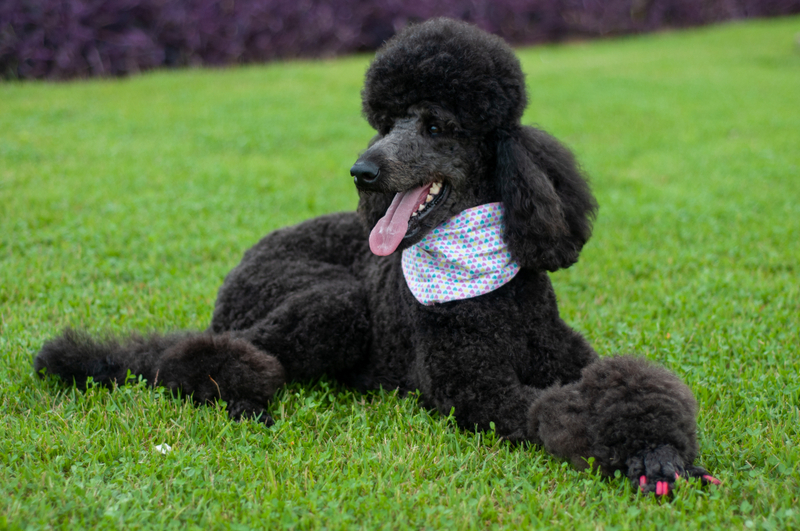 Пудель – шикарная вислоухая собака