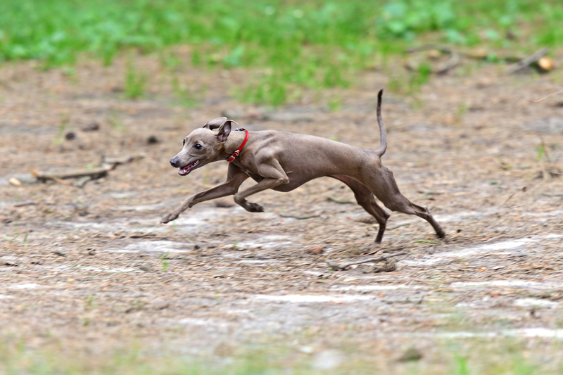Болезни могут влиять на продолжительность жизни левреток