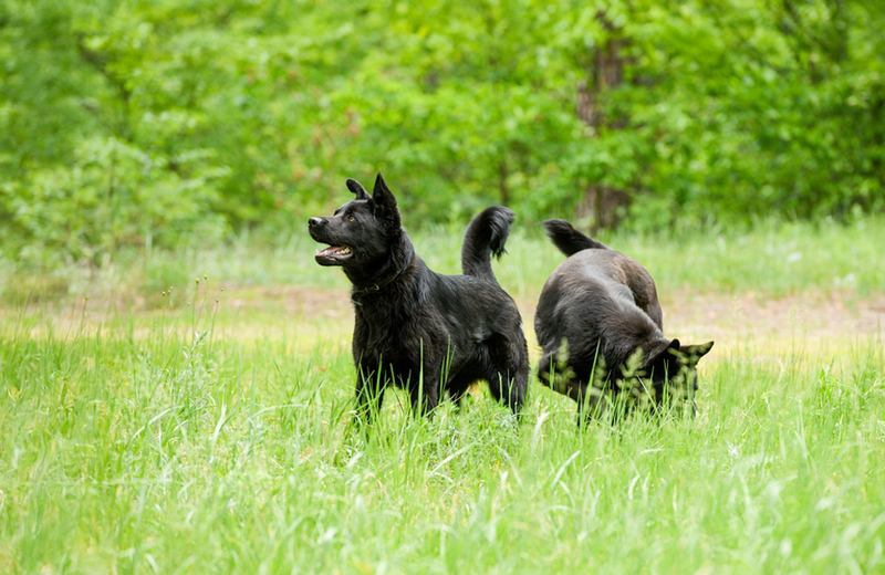 Черной немецкой овчарке необходима дрессировка