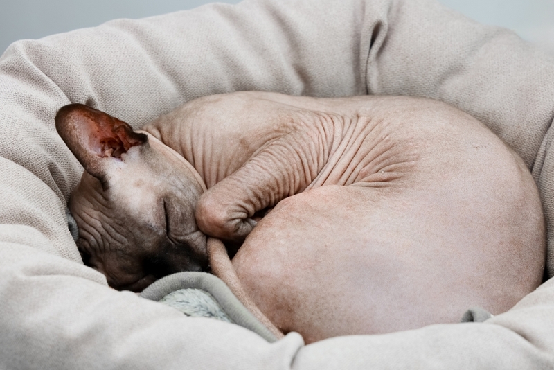 Средний срок беременности сфинкса – около 60 дней