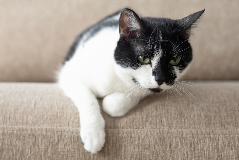 Причиной колита у кошки могут быть инфекции