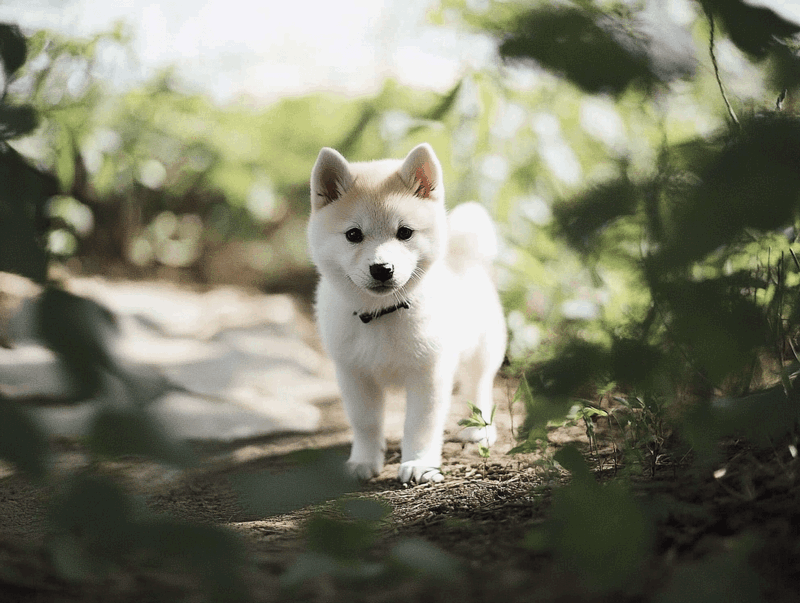 Белые сиба-ину нуждаются в правильном уходе
