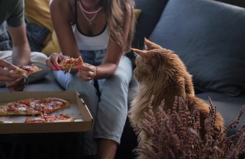 Существуют продукты, которыми кормить мейн-куна нельзя