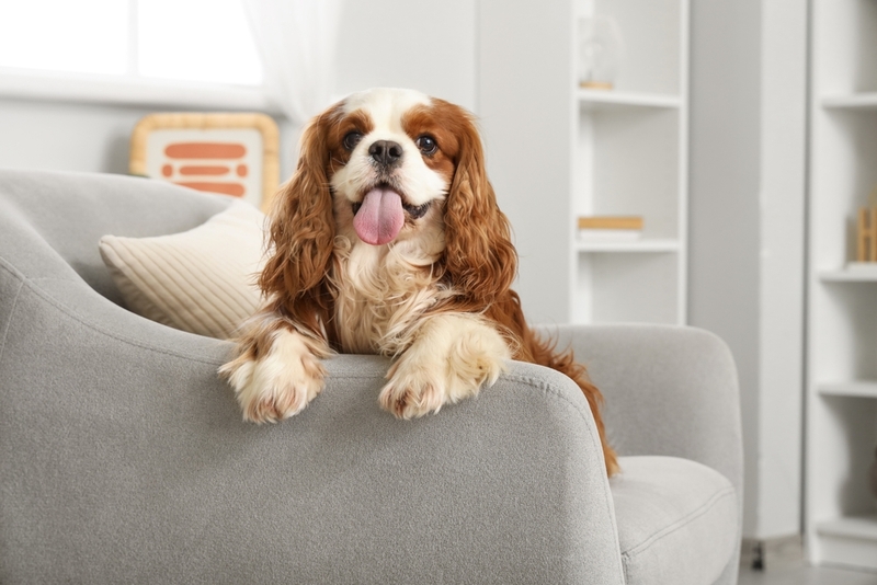 У кавалер-кинг-чарльз-спаниелей встречаются болезни полости рта