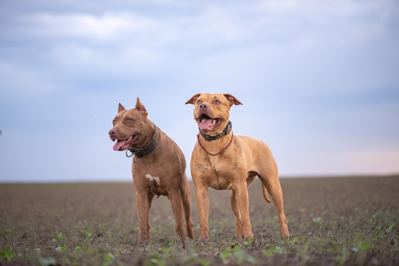 Могут ли питбули быть злыми?