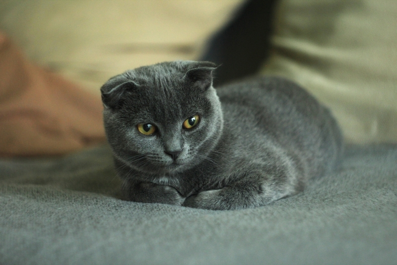 Для шотландского кота нужно выбрать красивое имя