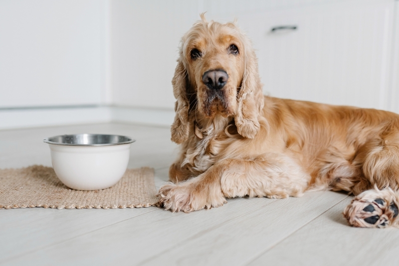 Рационы могут помогать в лечении МКБ у собаки