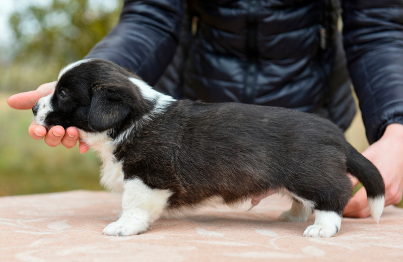 Фото корги черного цвета