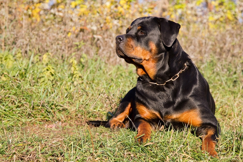 Течка у ротвейлера начинается во время созревания организма
