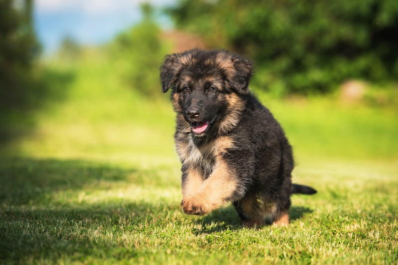 Как человеку отличить щенка немецкой овчарки?