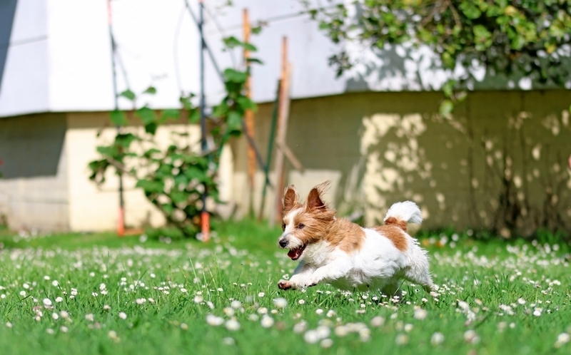 На даче можно играть с собакой в догонялки