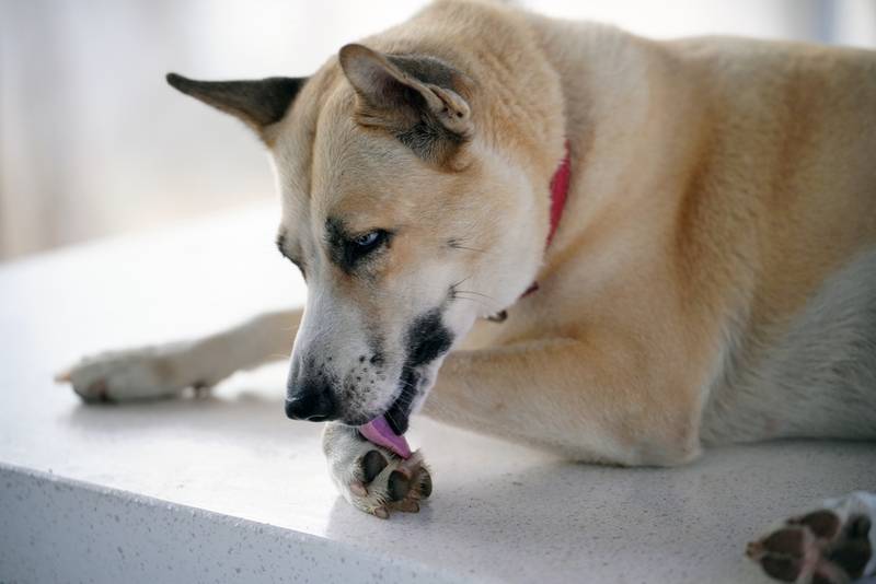 Собаке с пододерматитом назначат лечение