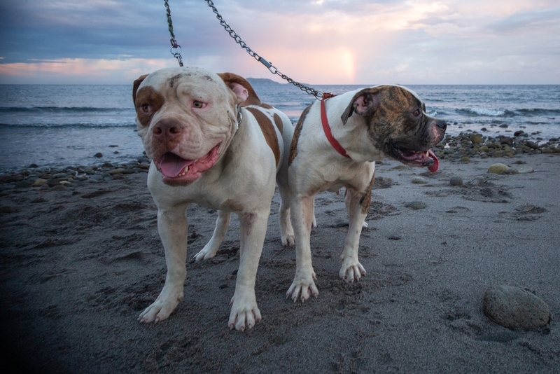 Американские бульдоги – вислоухие псы