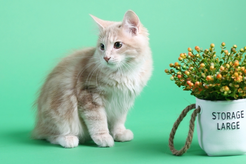 На то, сколько весит курильский бобтейл, влияют различные факторы