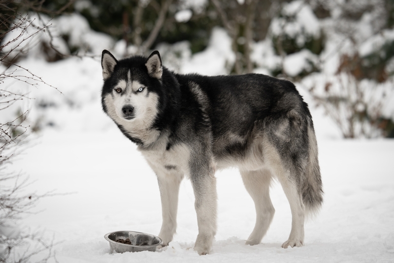 Хаски можно кормить промышленным питанием