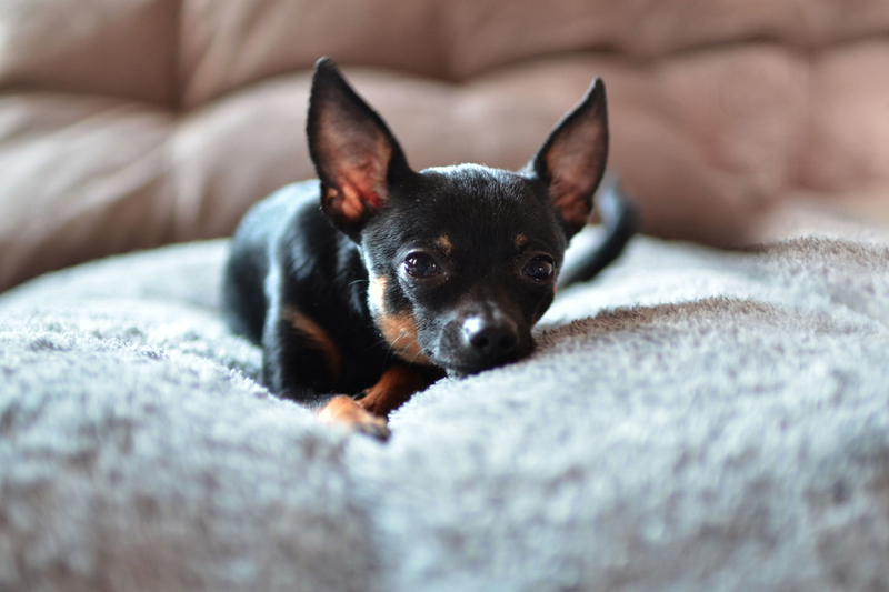 Вязку той-терьеров проводят в овуляцию у самки