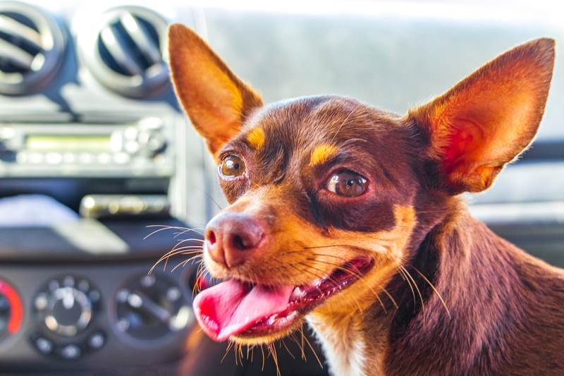 Важно контролировать, сколько весит русский той-терьер