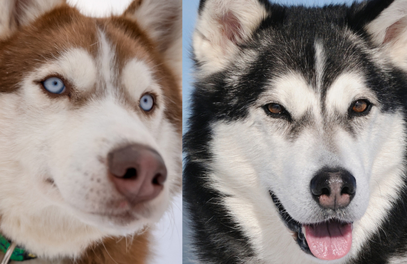 Сравнение глаз маламута и хаски