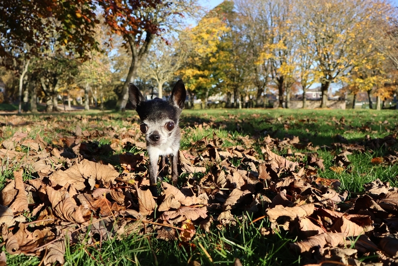 Милая черная чихуахуа