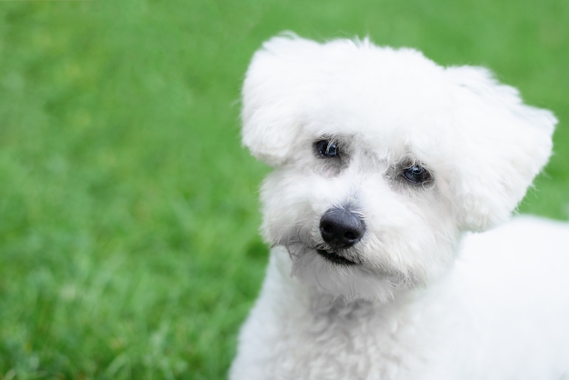 Сколько лет могут прожить бишоны фризе?