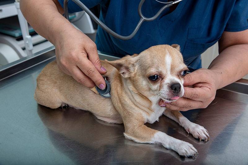 врач осматривает собаку, которая постоянно кашляет