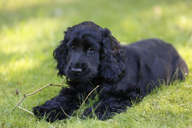 Как выбирать щенка черного кокер-спаниеля?