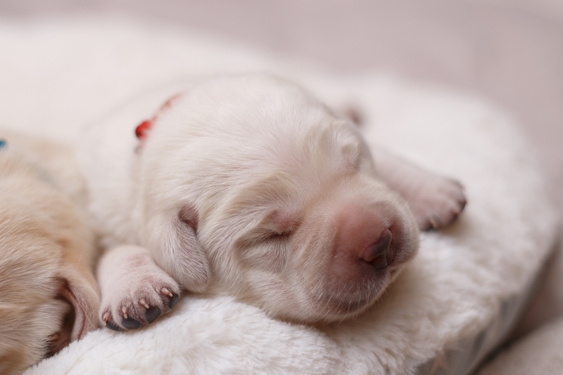 Белый щенок ретривера