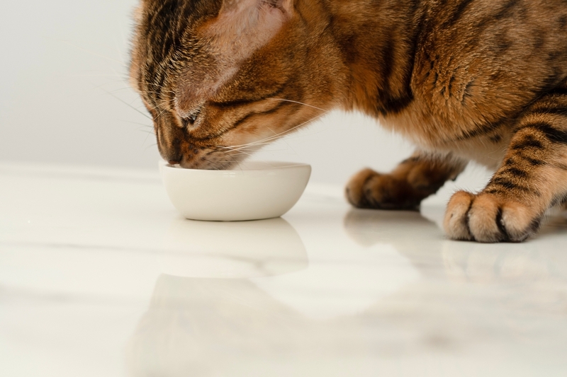 Бенгальскую кошку можно кормить домашними рационами