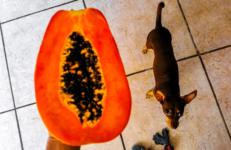 Можно ли собаке давать такой фрукт, как папайя?