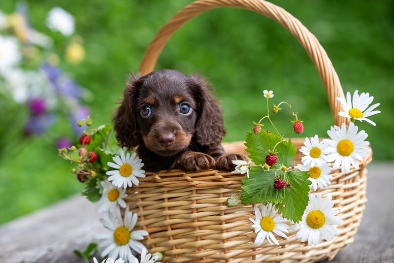 Таксы считаются дешевыми собаками