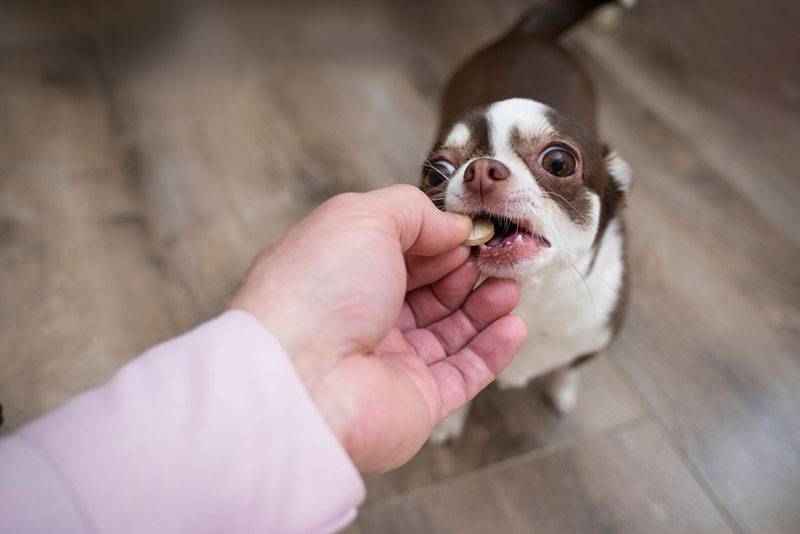 Запор у собаки: что делать и как помочь, симптомы и профилактика