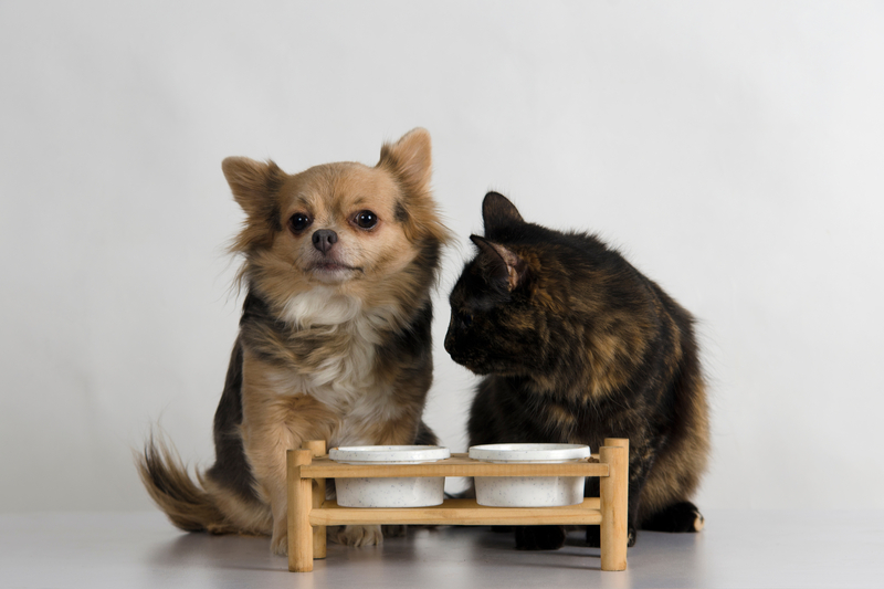 Кошка может мало пить из-за конкуренции