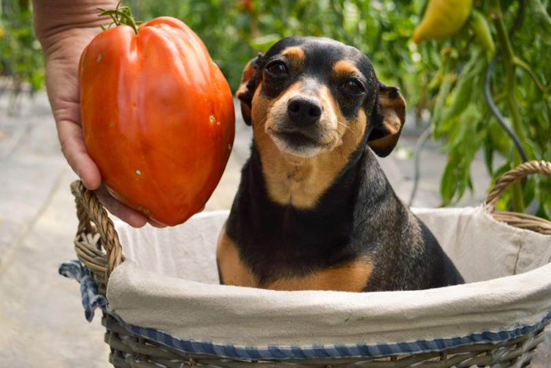 Собаке маленького размера помидоров дают немного