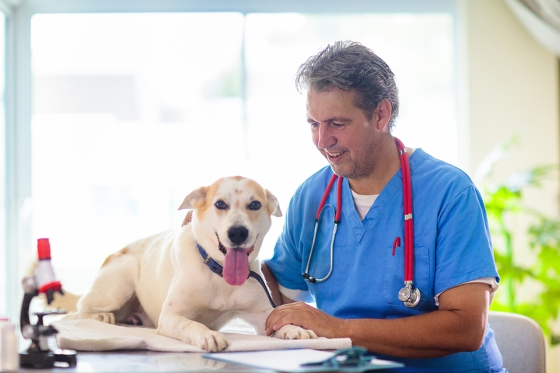 Состояние собаки с вестибулярным синдромом может осложняться травмами