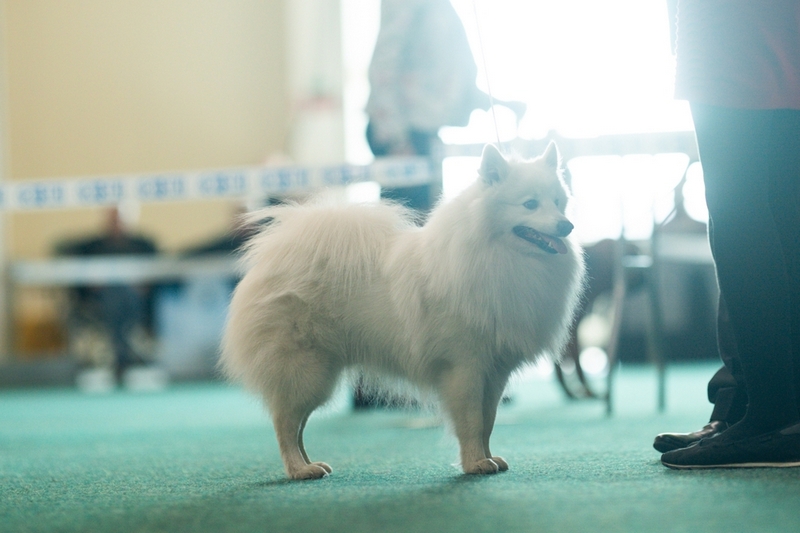 Рацион влияет на то, сколько живут японские шпицы