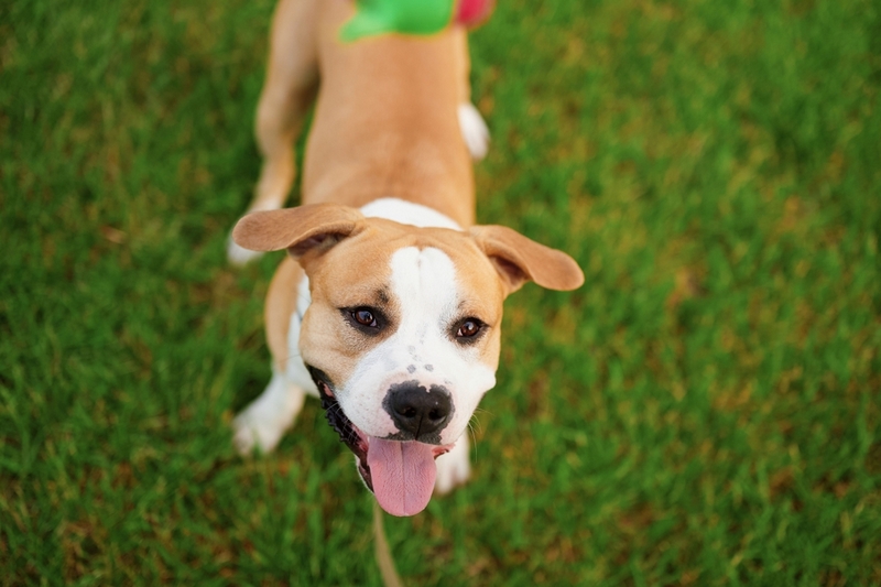 Пол не влияет на то, как долго живут американские бульдоги