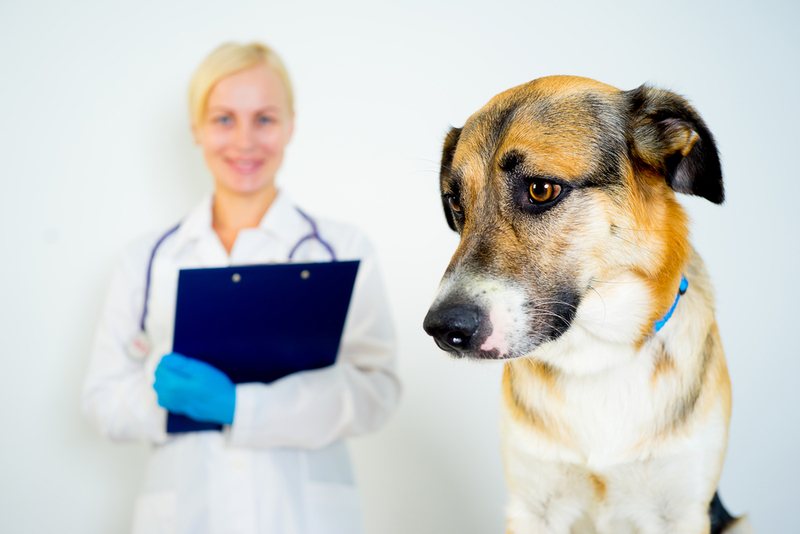 Собаке с блошиным дерматитом необходим визит к врачу