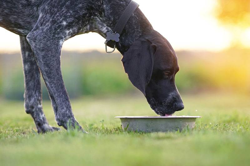 Собака отказывается от еды и воды. Собака пьет воду. Собаке жарко. Собака пьет много воды и рвет. Собака пьет воду и срыгивает.