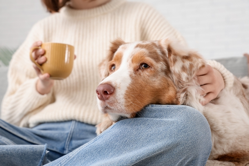 Определить, сколько прожила австралийская овчарка, можно по ее зубам