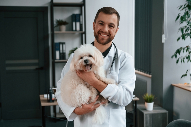 Заболевания – одна из причин, почему собака пахнет