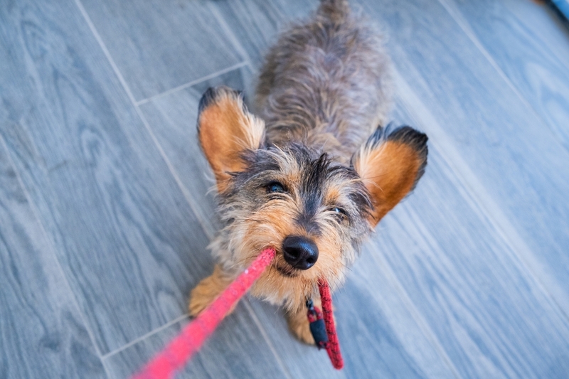 Имя для собаки-мальчика таксы может быть связано с его храбростью