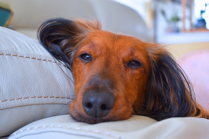 Уход влияет на то, сколько будет весить такса
