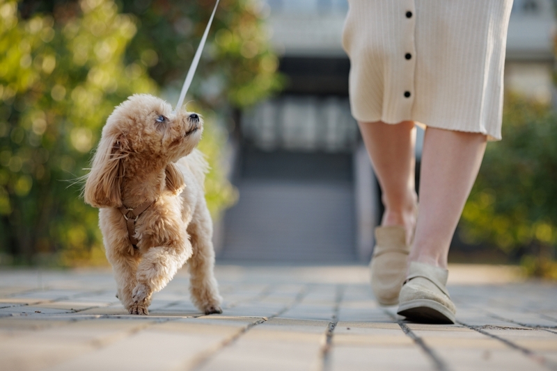 Во время течки за мальтипу нужен присмотр