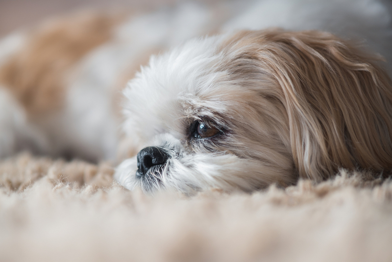 Выделения во время течки у ши-тцу могут иметь примесь гноя