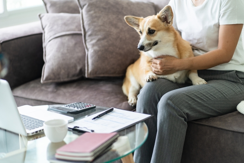 Есть ли у собак мысли?