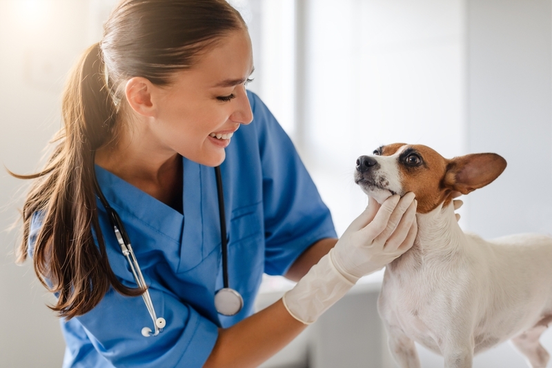 Причиной запаха от собаки может быть заболевание кожи