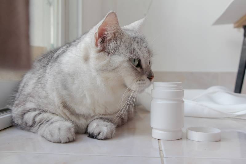 Рахит у котят и кошек: симптомы и лечение